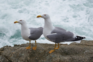 Gaviotas en el acantilado
