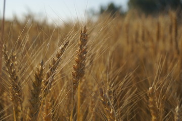 wheat