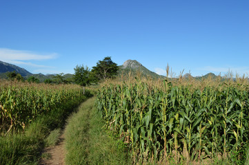 Fototapeta na wymiar A corn field near mountain in Malawi in Africa