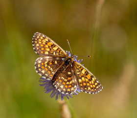 Fritillary Butterfly