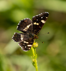 Fototapeta na wymiar White Admiral Butterfly
