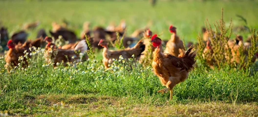 Fototapete Hähnchen Freilandhühner, Geflügel auf dem Land