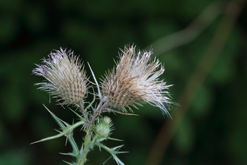 cardo  selvatico fiori secchi con sfondo verde , primo piano