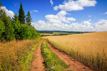 Landscape with the road in wheat field