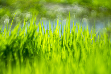 grass