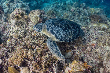 Naklejka na ściany i meble Green sea turtle in a shallow coral reef