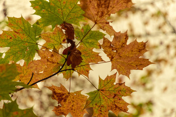 Herbst Herbstlaub Hintergrund natürlich