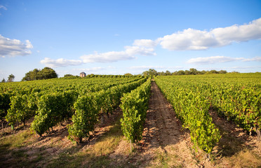 Fototapeta na wymiar Paysage viticole en Anjou > Maine et Loire > France