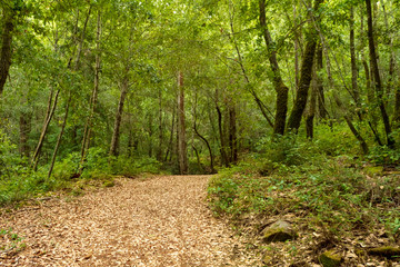 Leaf covered redwood forest trail