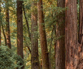 Redwood tree grove in Big Basin Redwood State Park in California