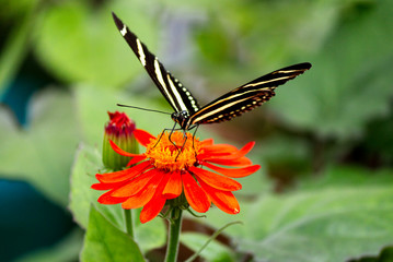 Zebra Longwing butterfly on an orange flower
