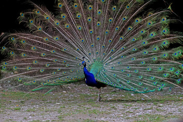 Obraz premium Animals