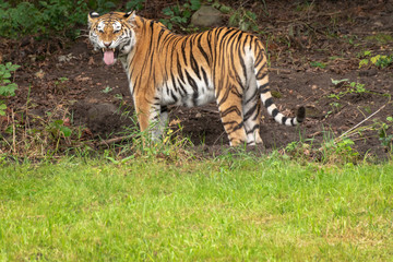 Fototapeta na wymiar Large tiger with tongue hanging out 