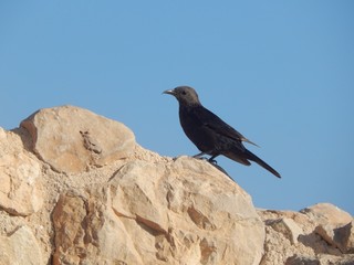 bird