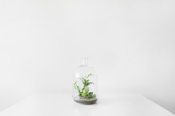 Green plants in pots protected by a glass dome bottle on a white background.