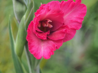 Bud gladiolus flowers red. Garden flowers. Gardening.