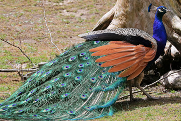 Obraz premium Pfau