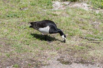 goose on the rocks of Stockholm