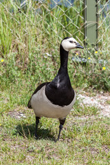 goose on the rocks of Stockholm