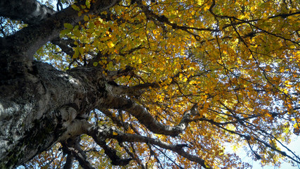 beautiful autumn forest with sun shining