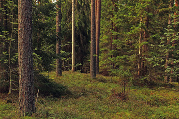 trees in a clearing in the forest