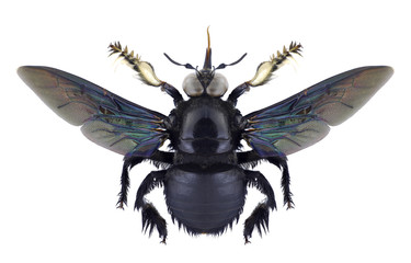 Bee Xylocopa latipes on a white background