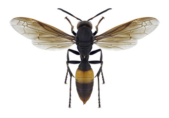 Wasp Polistes sagittarius on a white background