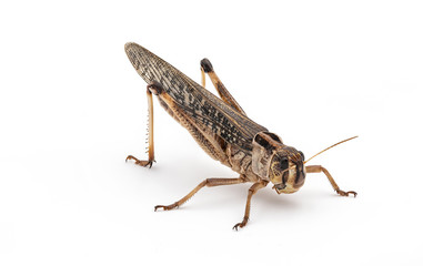 Locusta migratoria