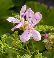 Scented-leaf pelargonium (Perlagonium denticulatum). Botanical Garden, KIT Karlsruhe, Germany,...