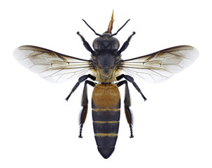 Bee Apis dorsata on a white background