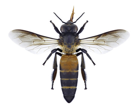 Bee Apis dorsata on a white background