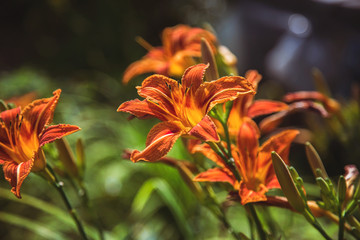 оранжевый лилейник