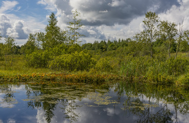 Landscape with swamp.