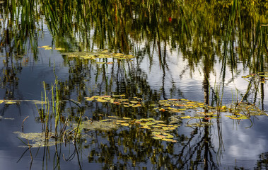 Landscape with swamp.