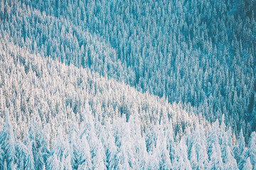 Forest in the mountains in winter.