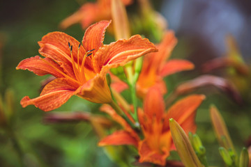 оранжевый лилейник