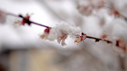 Blossom branch with flowers and bud covered with snow, climate change weather disaster for nature