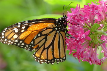 Monarch Danaus plexippus Butterflies of Madeira