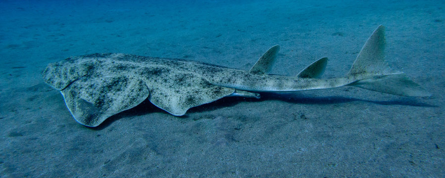 Swimming angelshark over sand in blue ocean in canary island