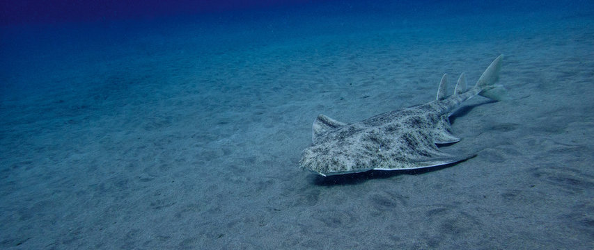 Swimming angelshark over sand in blue ocean in canary island