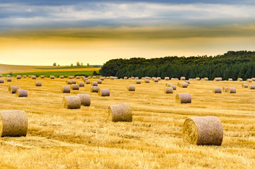 Fototapeta na wymiar Round bales of hay freshly harvested in a field on a sunny morning sunrise