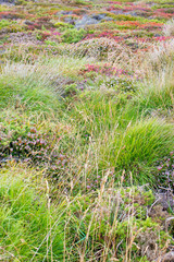 Hintergrund - Heide  (Kynance Cove (Porth Keynans) The Lizard Peninsula West Cornwall South England UK )