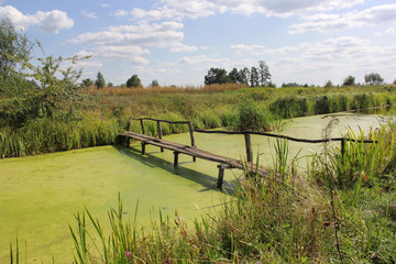 small wooden bridge over a pond overgrown with green duckweed