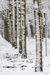 row of snow covered trees after winter downfall