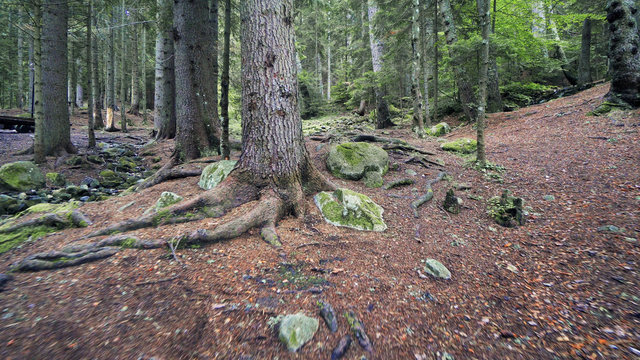 Amazing autumn forest with yellow leaves on floor and green pine trees, cinematic traking steadicam shot