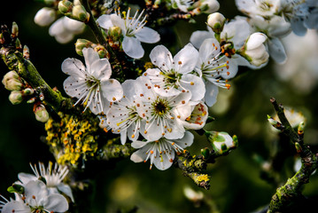 Blackthorn