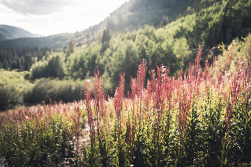 Tall pink grass growing near a trail in Colorado. 