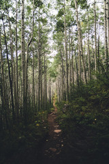 A hiking trail running through aspen trees in Colorado. 