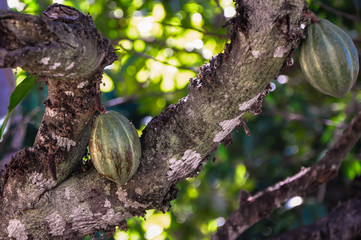Cacau Brazil Fruta