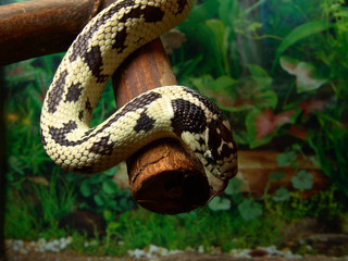 California kingsnake Lampropeltis getulus californiae in terrarium